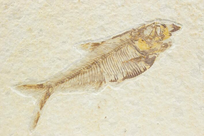 Detailed Fossil Fish (Diplomystus) - Wyoming #373757